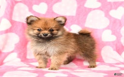Pomeranian dogs for sale: Pomeranian 3 puppies - Image 4
