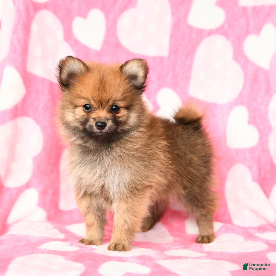 Pomeranian dogs for sale: Pomeranian 3 puppies - Image 4