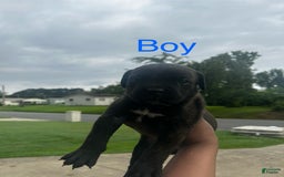Cane Corso dogs for sale: Runt - Image 1