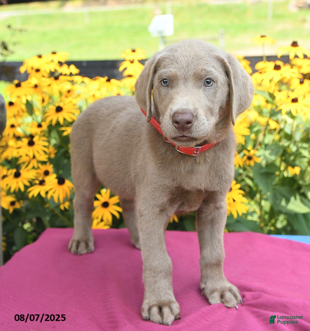 Labrador Retriever dogs for sale: Cadbury - Image 3