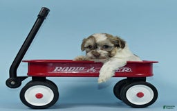 Havanese dogs for sale: Ike - Image 1