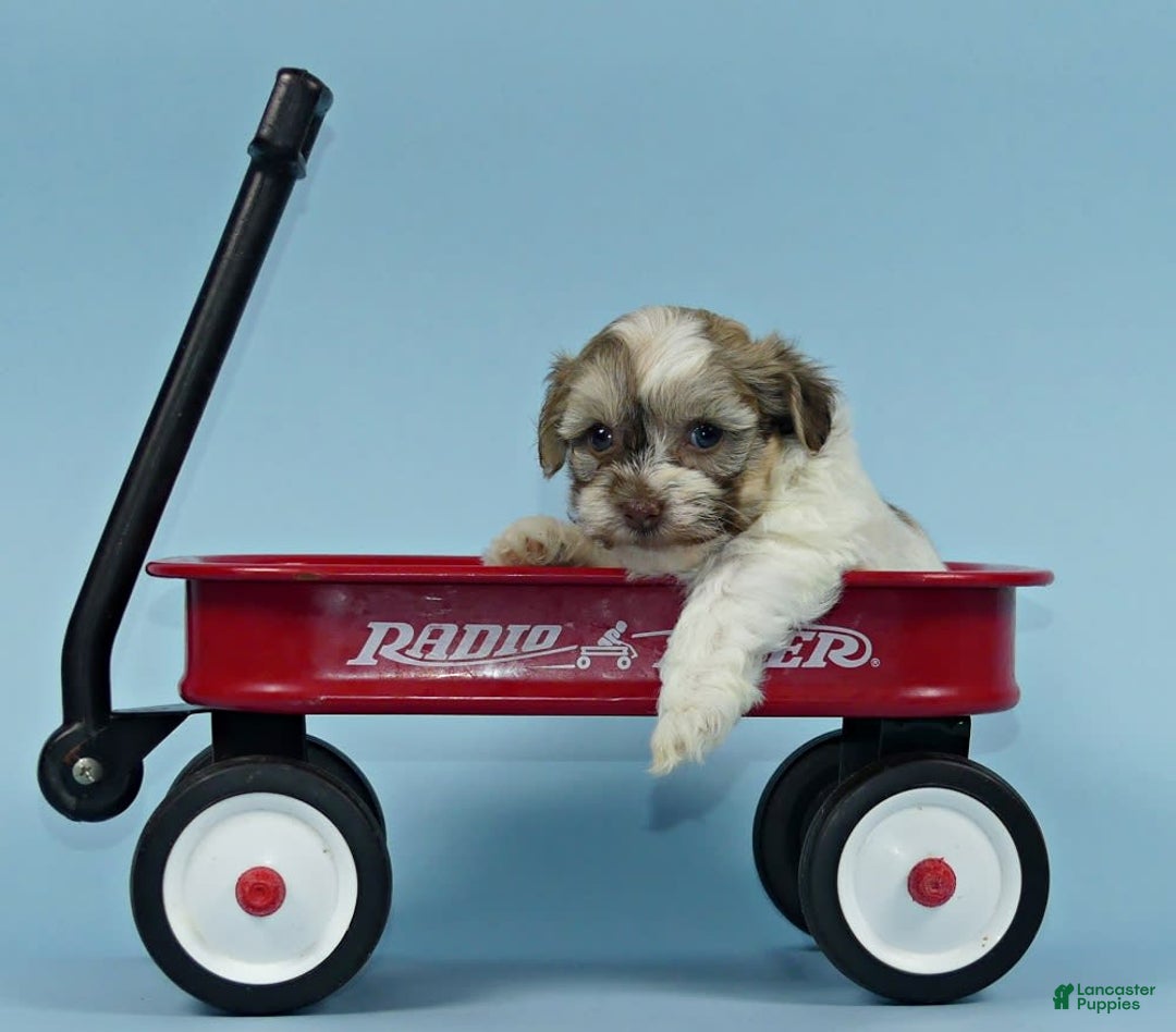 Havanese dogs for sale: Ike - Image 1