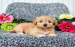 Maltipoo dogs for sale: Beauty - Image 2