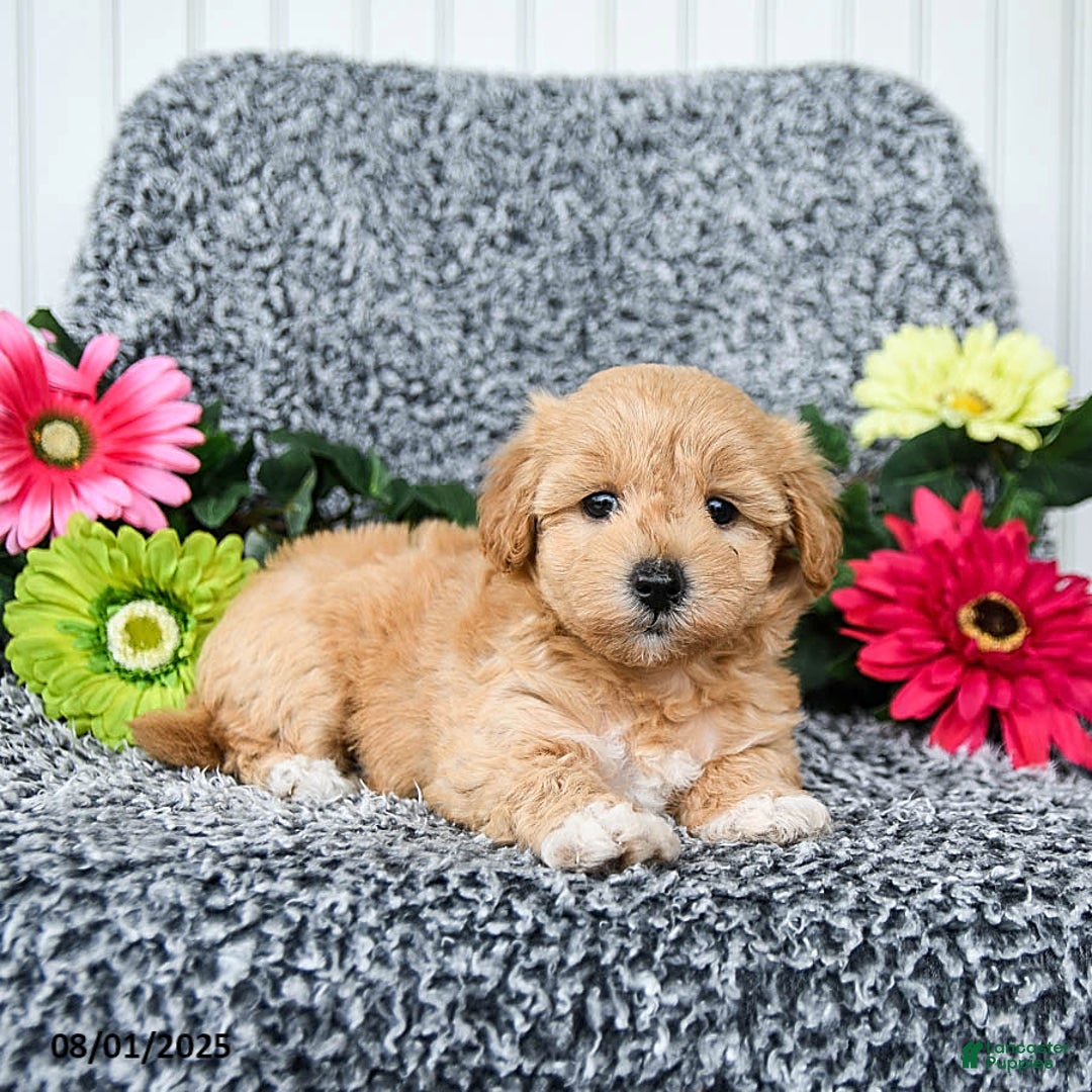 Maltipoo dogs for sale: Beauty - Image 2