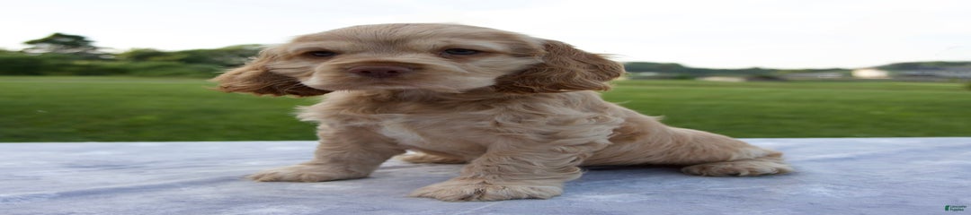 Rascal