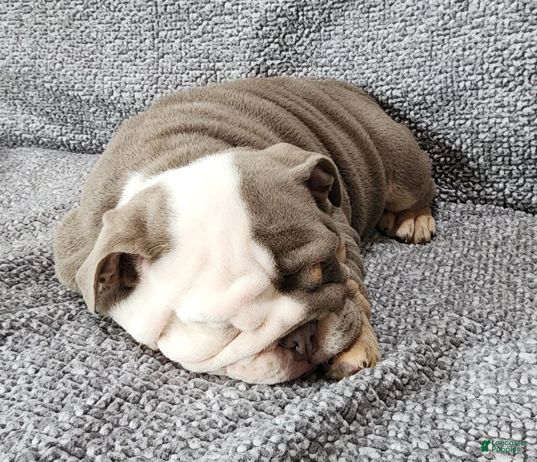 English Bulldog dogs for sale: Groza - Image 2