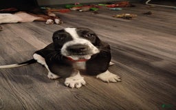 Basset Hound dogs for sale: Molly - Image 9