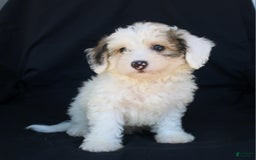 Bichpoo dogs for sale: Prince - Image 4