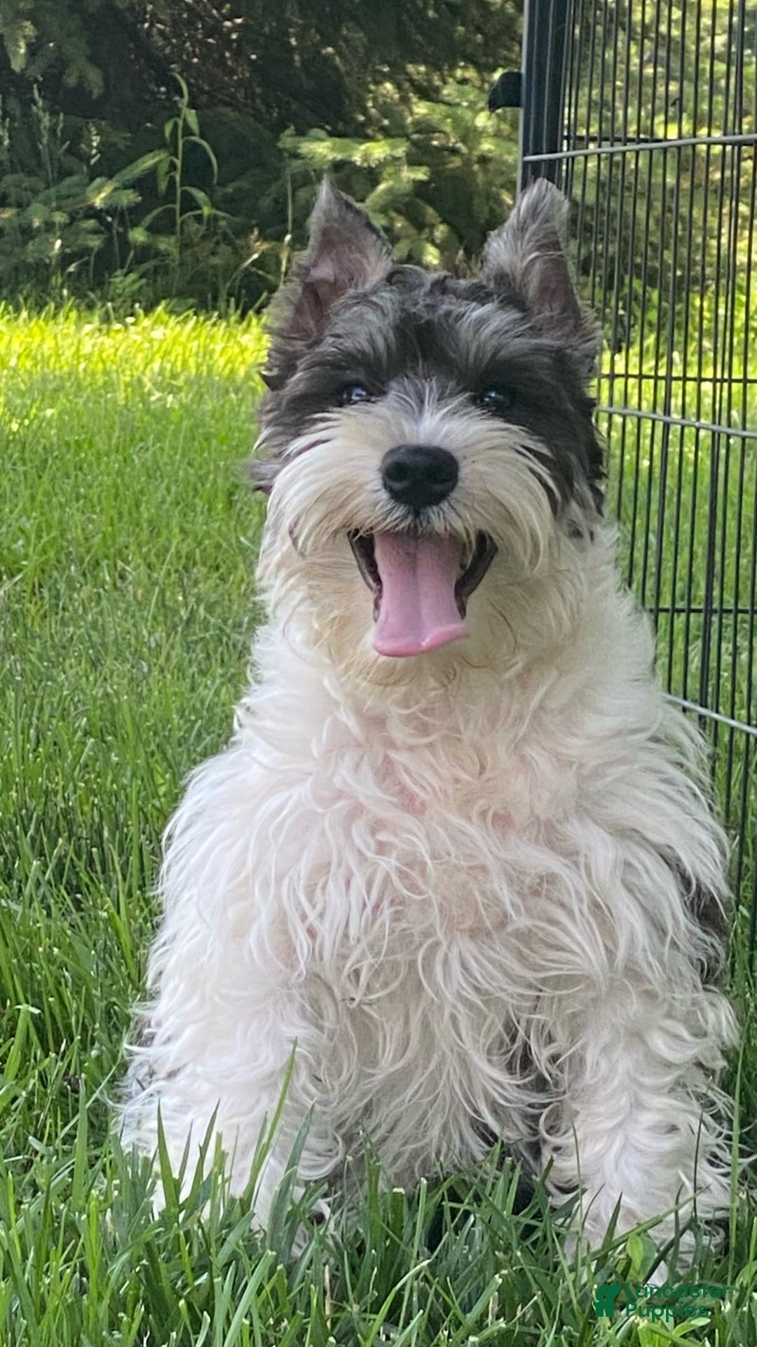 Miniature Schnauzer dogs for sale: Kira - Image 7