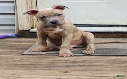 American Bully dogs for sale: Coolade - Image 3