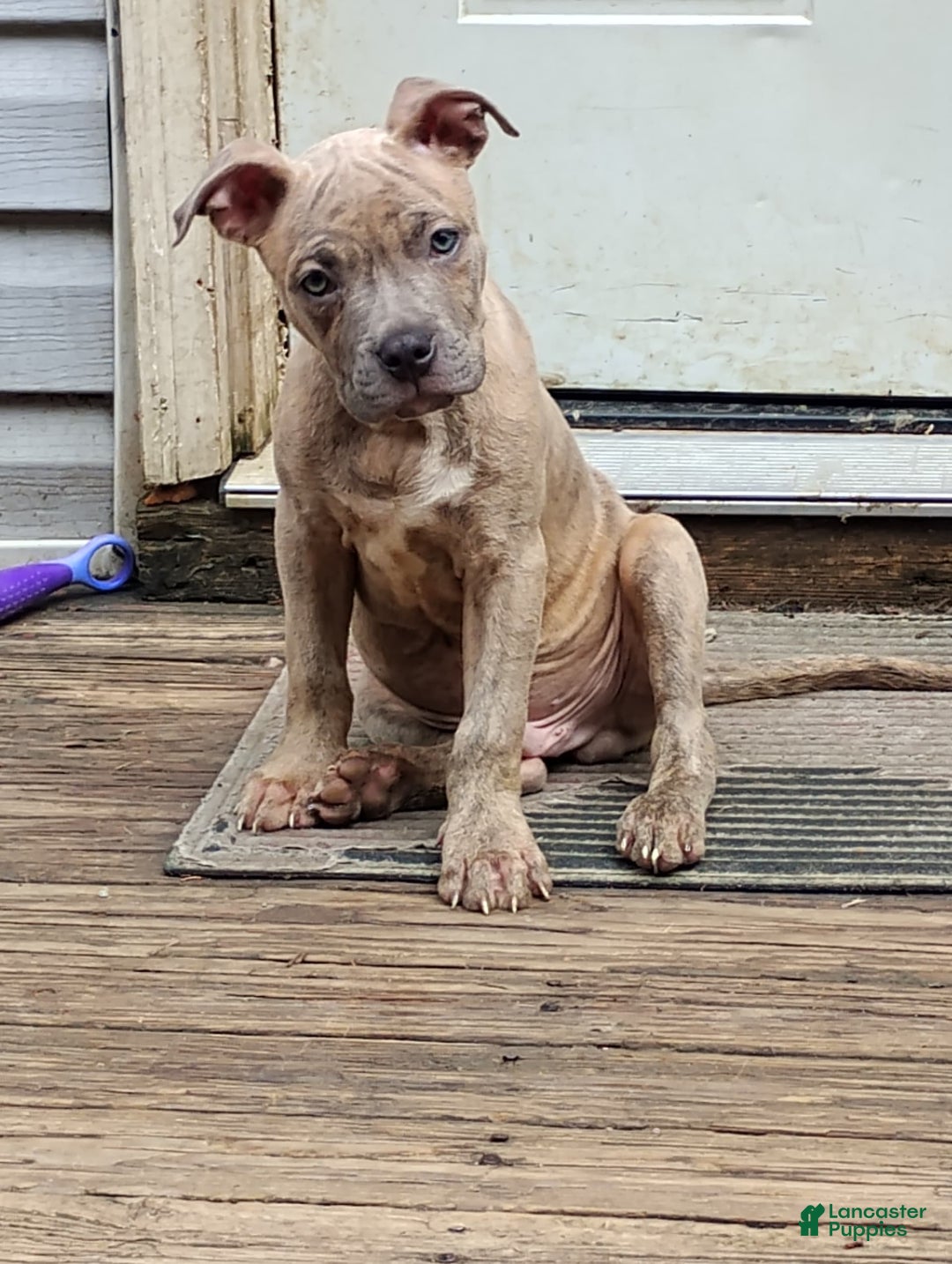 American Bully dogs for sale: Coolade - Image 3