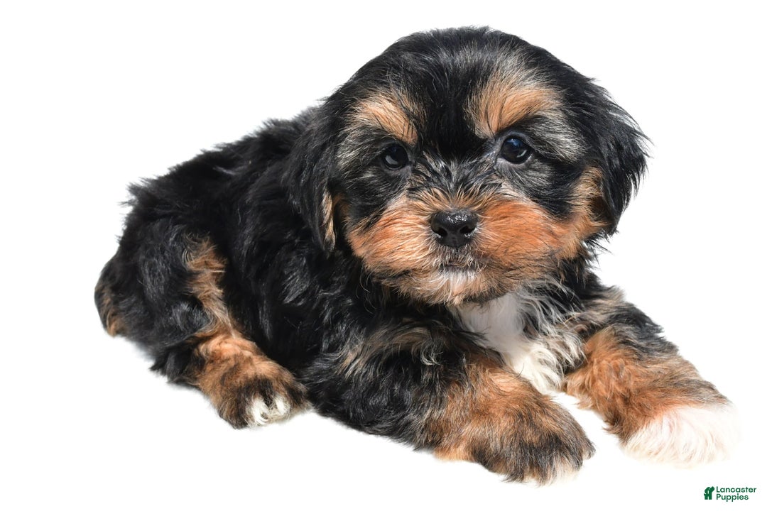 Shorkie dogs for sale: Wren - Image 4