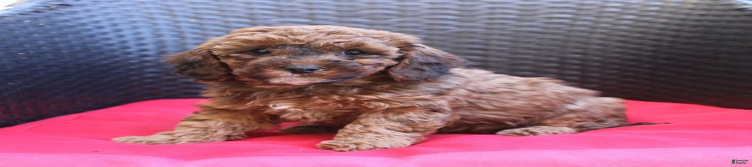 Cookie