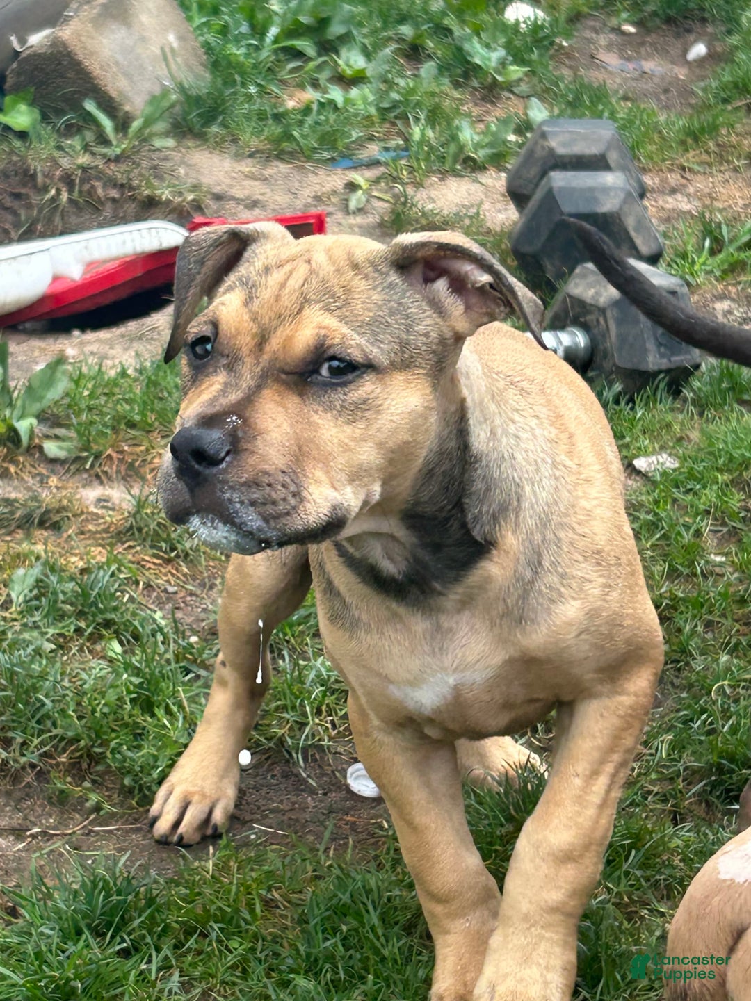 American Bully dogs for sale: Enzo - Image 8