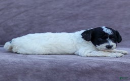 Goldendoodle dogs for sale: Orchid - Image 10