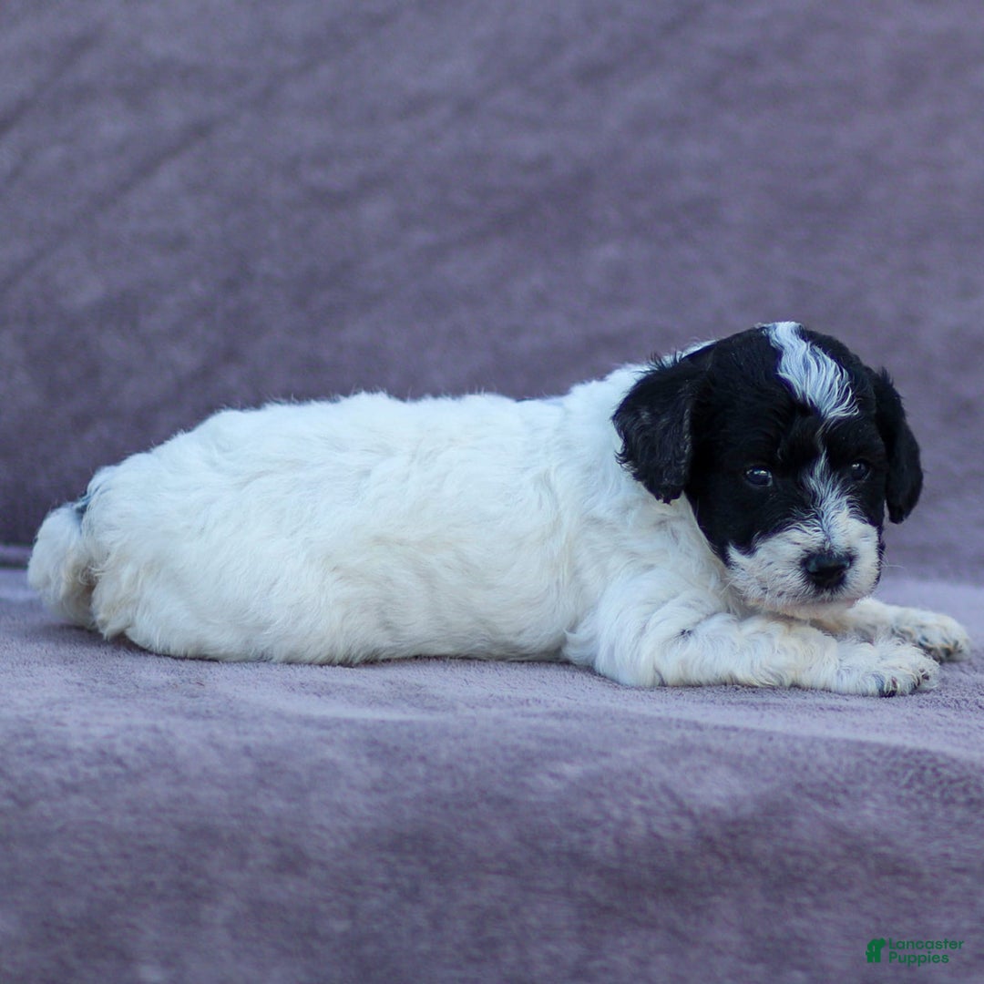 Goldendoodle dogs for sale: Orchid - Image 10