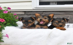 Yorkshire Terrier dogs for sale: Daisy - Image 1
