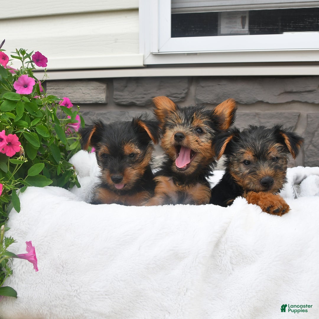 Yorkshire Terrier dogs for sale: Daisy - Image 1
