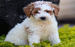 Standard Poodle dogs for sale: Rail - Image 7