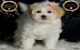 Maltipoo dogs for sale: Prissy - Image 3