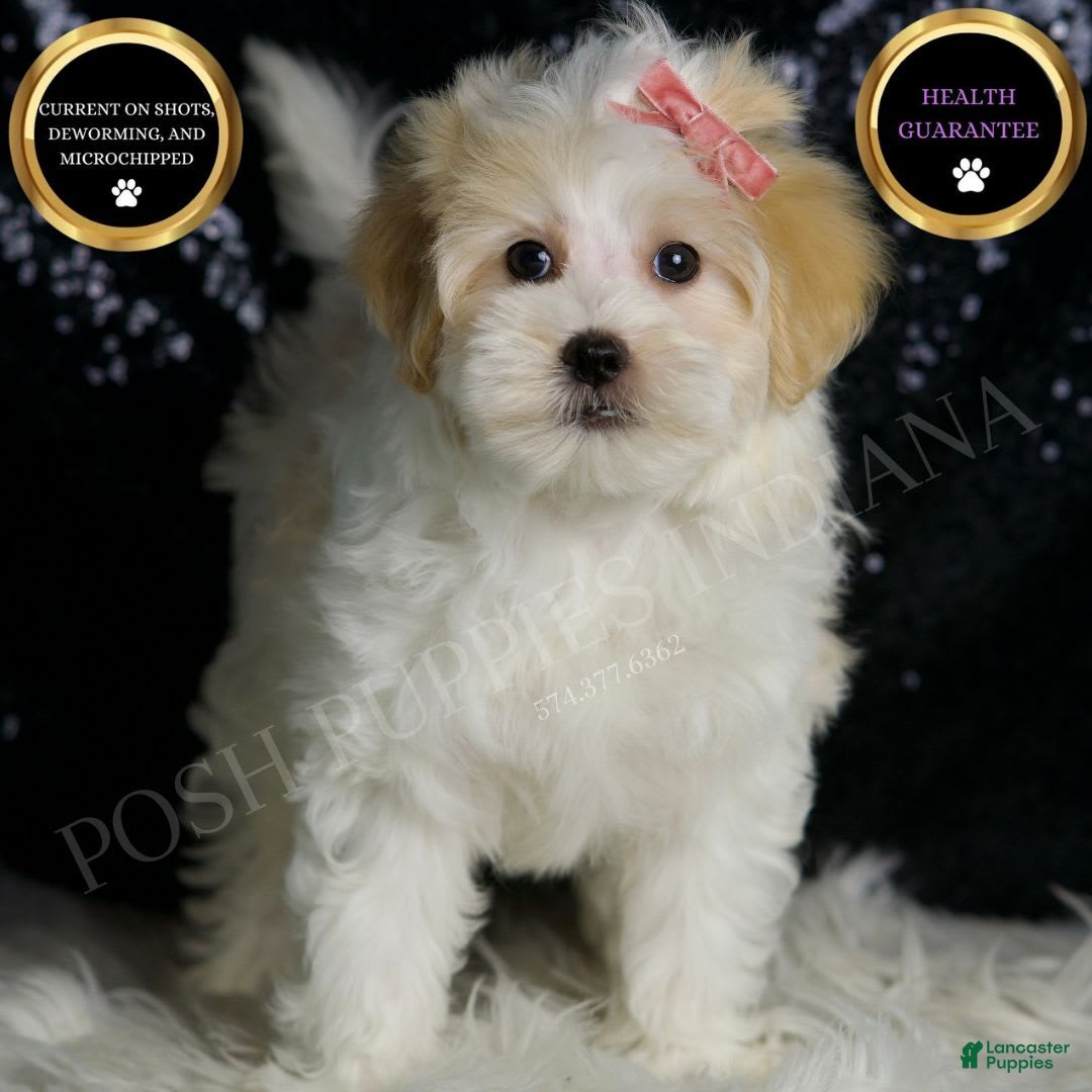 Maltipoo dogs for sale: Prissy - Image 3