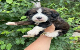 Bernedoodle dogs for sale: 🌸strawberry Shortcake - Image 5