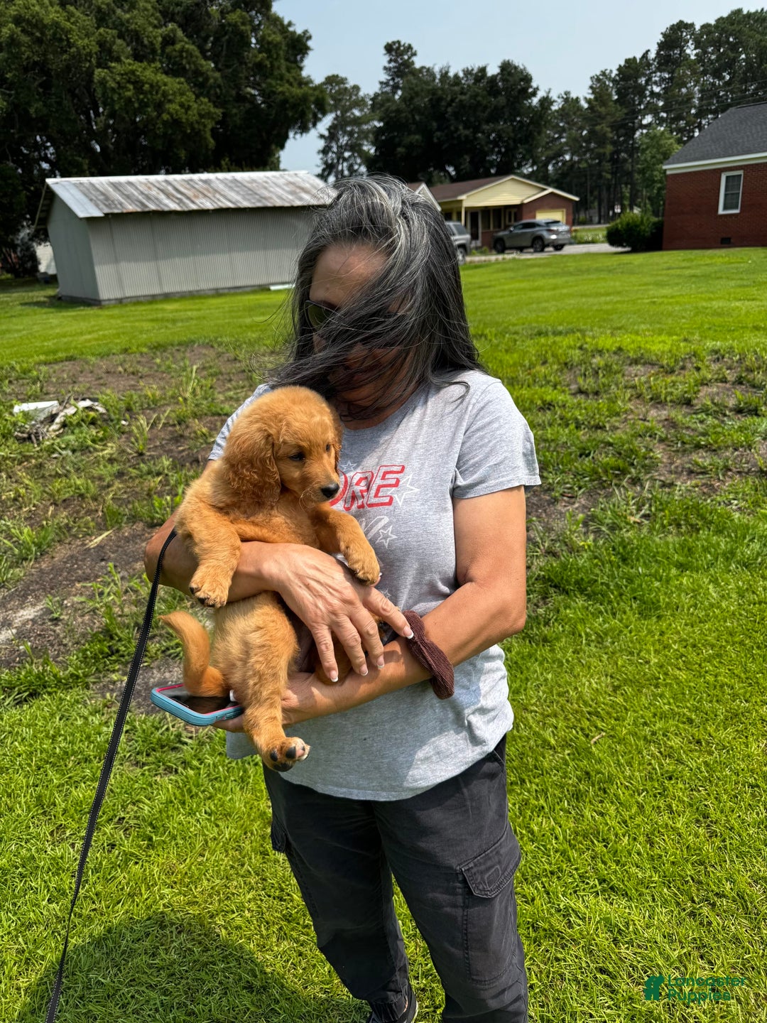 Goldendoodle dogs for sale: Daisy - Image 8