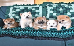 Shiba Inu dogs for sale: Jupiter - Image 4