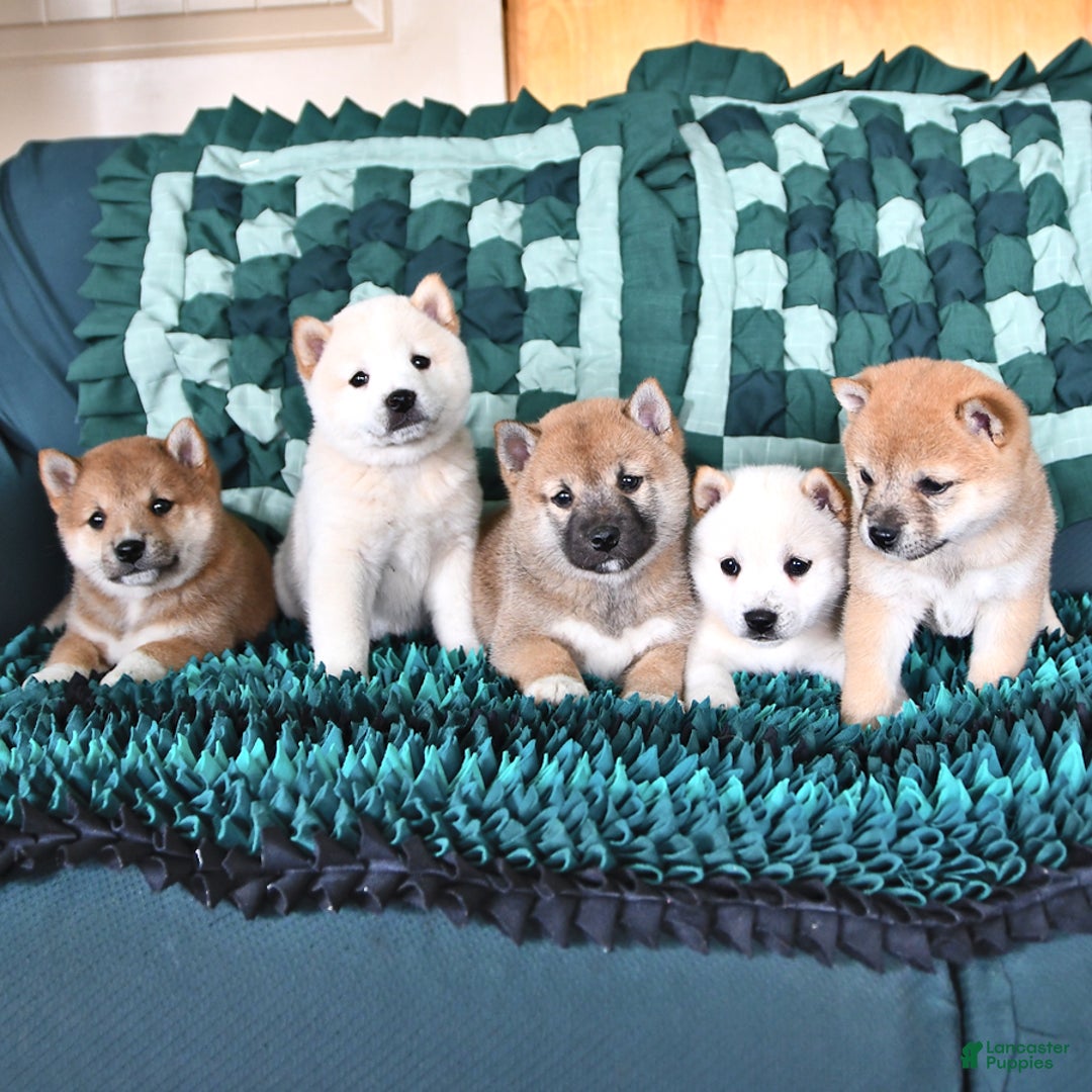 Shiba Inu dogs for sale: Jupiter - Image 4