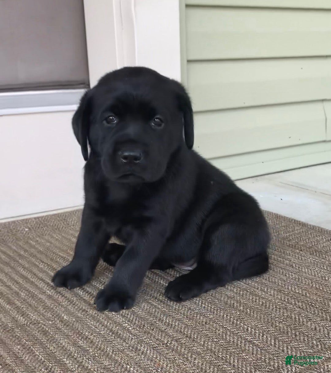 Labrador Retriever dogs for sale: Lilly - Image 3