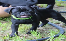 Pug dogs for sale: Oscar - Image 6