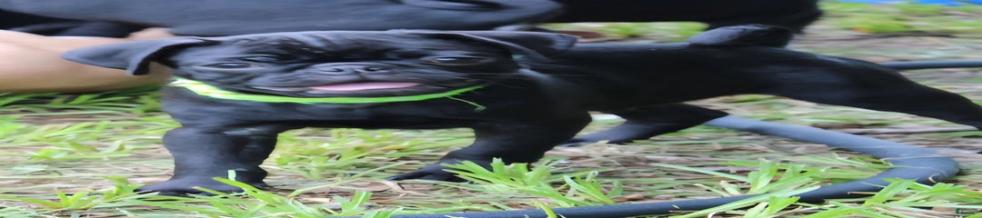 Oscar