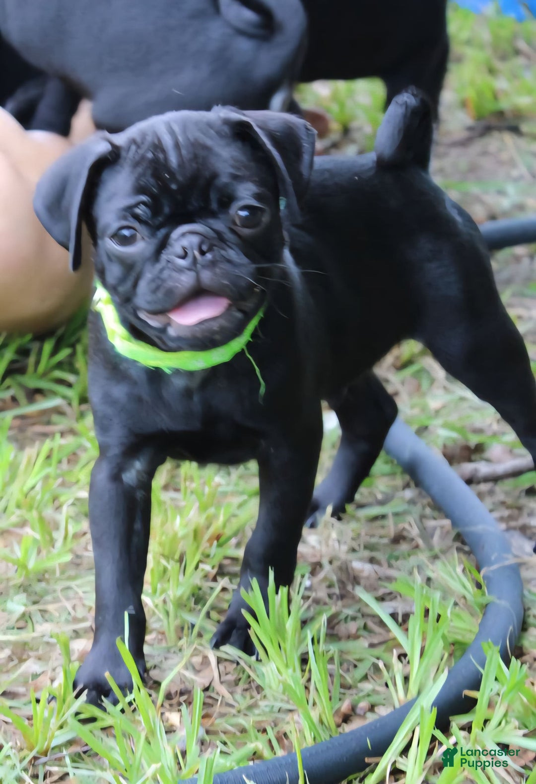 Pug dogs for sale: Oscar - Image 6