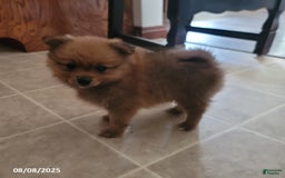 Pomeranian dogs for sale: Brad - Image 4
