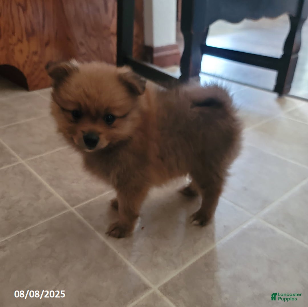 Pomeranian dogs for sale: Brad - Image 4