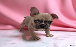 Frenchton dogs for sale: Lilly - Image 1