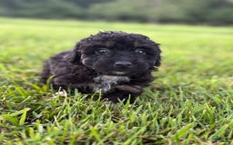 Aussiedoodle dogs for sale: Richie - Image 7