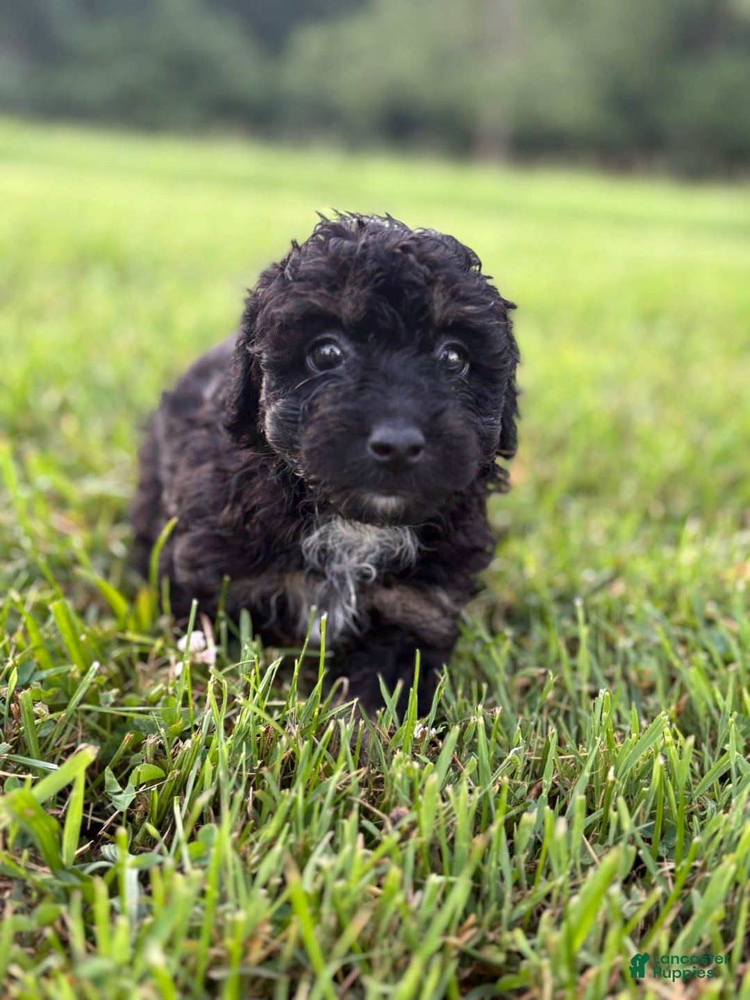 Aussiedoodle dogs for sale: Richie - Image 7