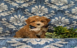 Maltipoo dogs for sale: Whitfield - Image 1