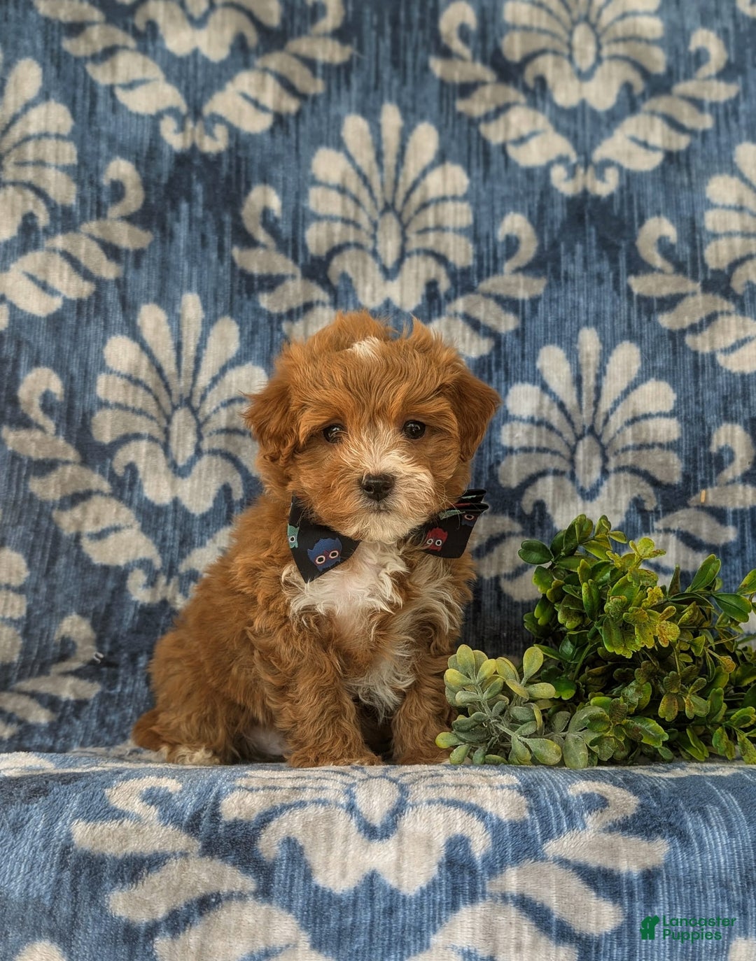 Maltipoo dogs for sale: Whitfield - Image 1