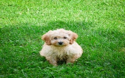 Cavapoo dogs for sale: Casey - Image 3