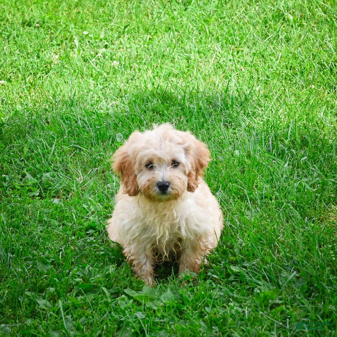 Cavapoo dogs for sale: Casey - Image 3