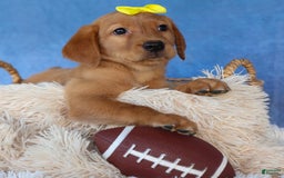 Labrador Retriever dogs for sale: Red Fox Geo - Image 3