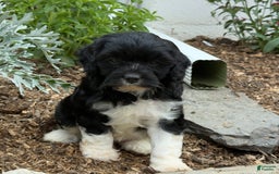 Cavapoo dogs for sale: Cassie - Image 6
