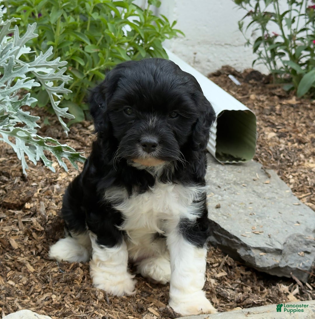 Cavapoo dogs for sale: Cassie - Image 6