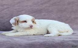 Goldendoodle dogs for sale: Odette - Image 8