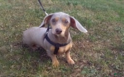 Miniature Dachshund dogs for sale: Lisa - Image 10
