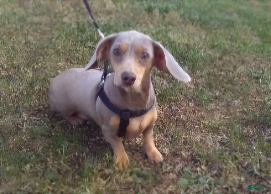 Miniature Dachshund dogs for sale: Lisa - Image 10