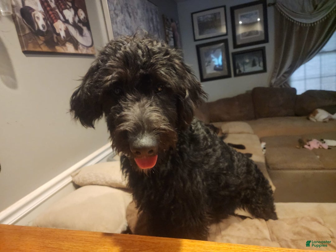 Labradoodle dogs for sale: Ruby - Image 3