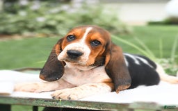Basset Hound dogs for sale: Truman - Image 1